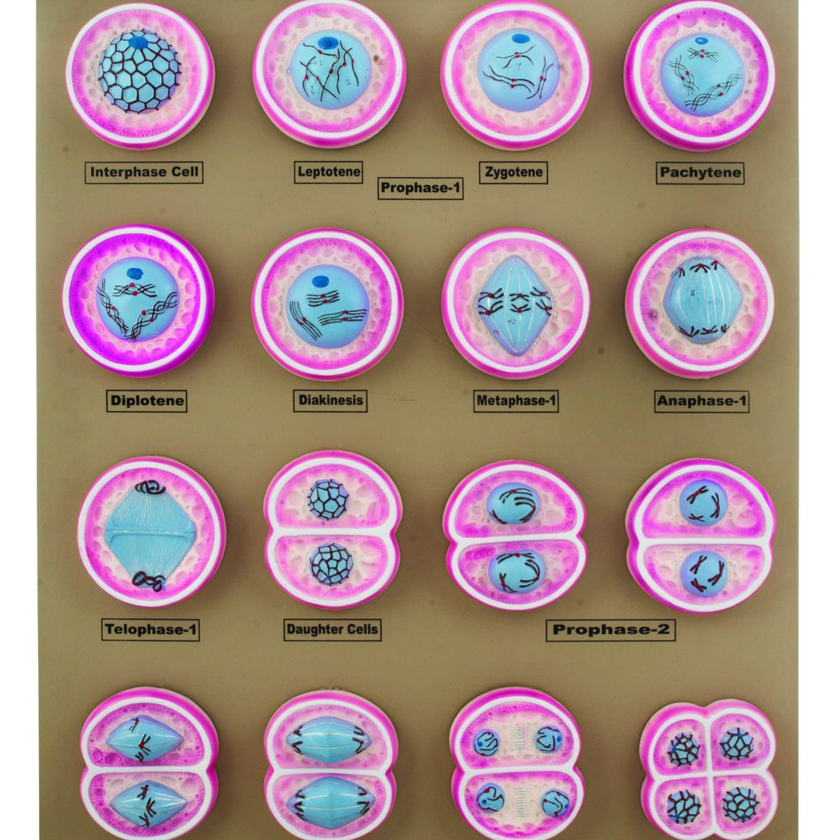 16 Plant Cell Division Meiosis Model, Mounted on Base - 24