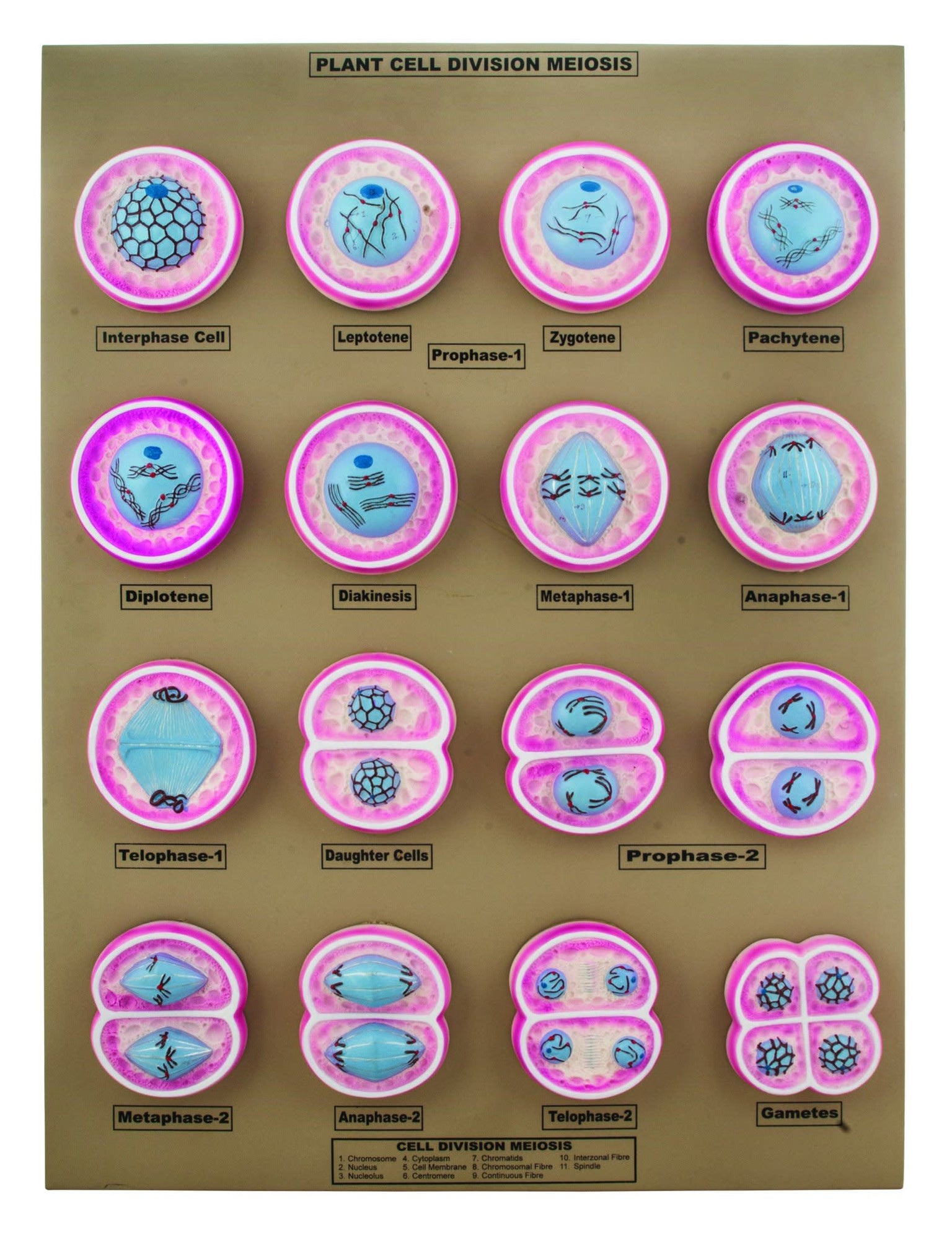 Botany Models — Eisco Labs