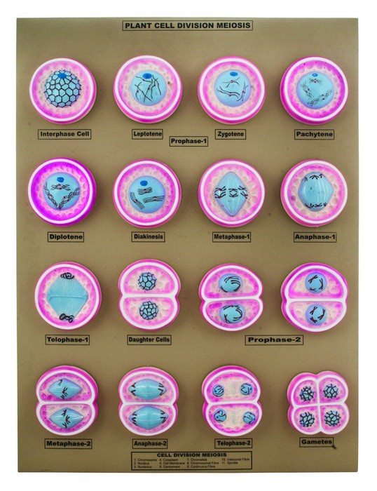 16 Plant Cell Division Meiosis Model, Mounted on Base - 24" x18" - Eisco Labs