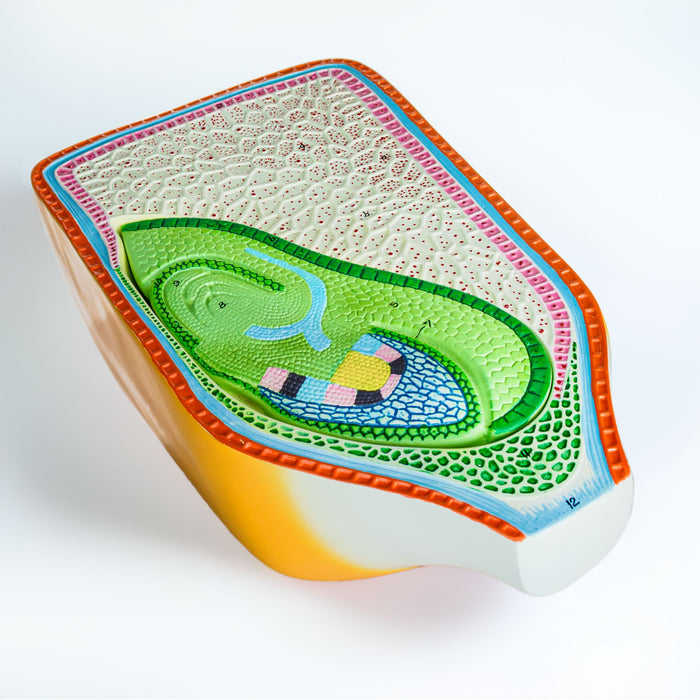 Eisco – Corn Seed 2-Part Model for Plant Anatomy Study – Split Corn Seed Display for Internal and External Structure in Biology, Botany, and Agricultural Education