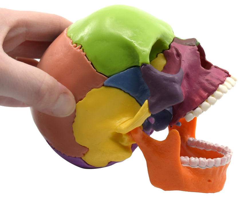 Didactic Mini Skull, Multicolored - 15 Pieces, Magnetic Mounting