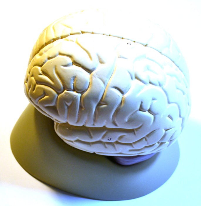 Eisco Life- Size Human Brain Model, 2 Parts