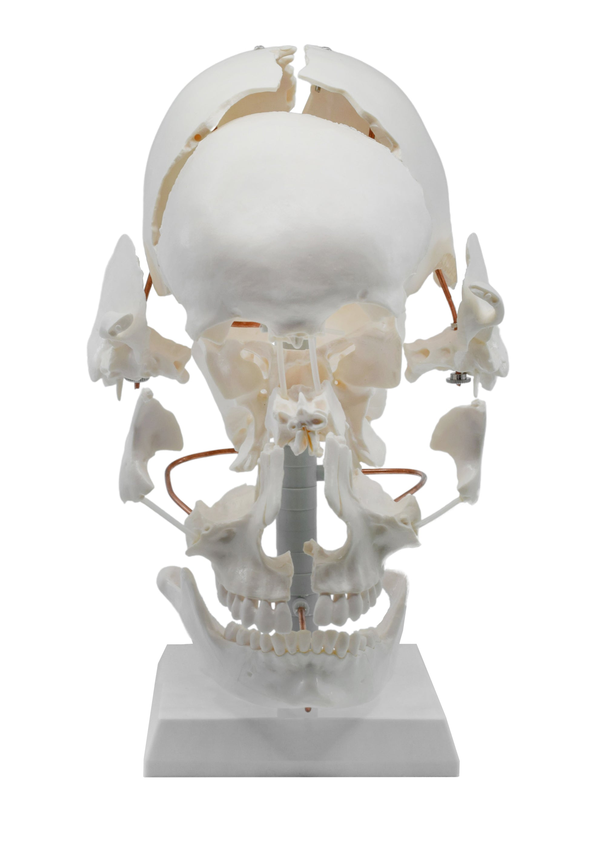 Beauchene Exploded Skull Model - 13 Parts - Life Size - Mounted on Sta ...