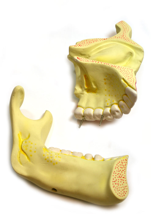 Eisco Labs Upper and Lower Jaw - 4 Times Enlarged - Mounted on stand