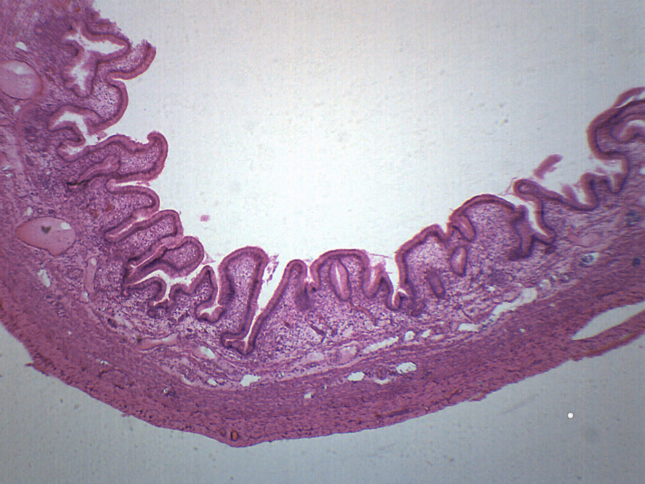 Gallbladder - Cross Section - Prepared Microscope Slide - 75x25mm