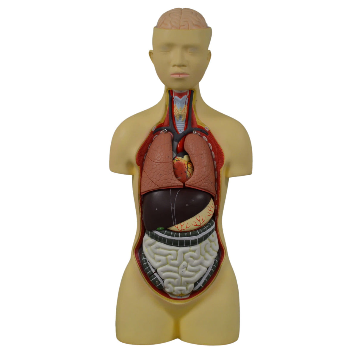 Human Anatomy Models Labeled 283x640