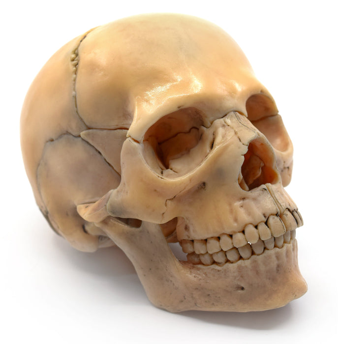 Didactic Mini Skull, Natural Color - 15 Pieces, Magnetic Mounting