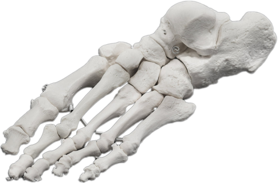 Foot Bone Model, Left - Anatomically Accurate Human Bone Replica