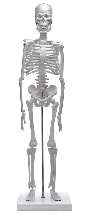 Miniature Human Skeleton Model, 17.5" Tall