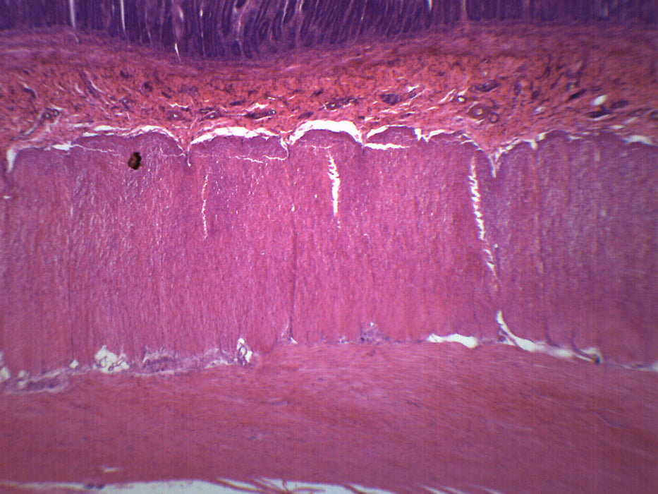Duodenum - Prepared Microscope Slide - 75x25mm