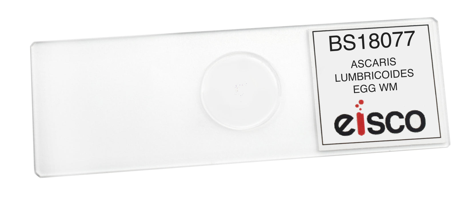 Ascaris Lumbricoides Egg - Wholemount - Prepared Microscope Slide - 75x25mm