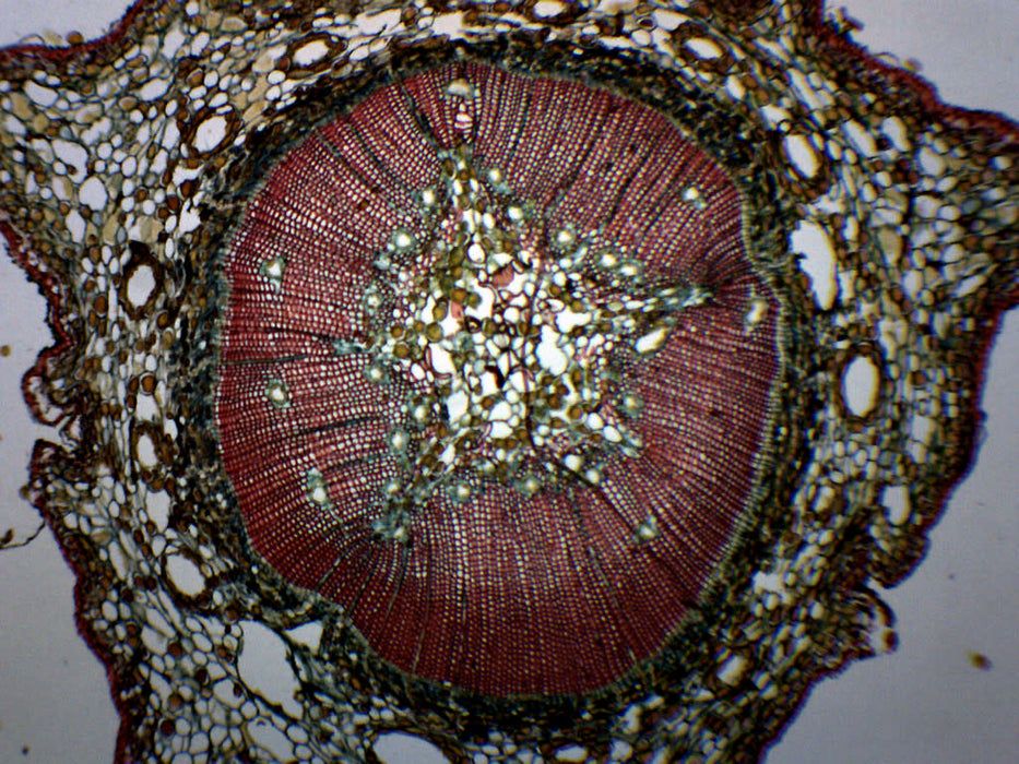 Pine, Young Stem - Cross Section - Prepared Microscope Slide - 75x25mm