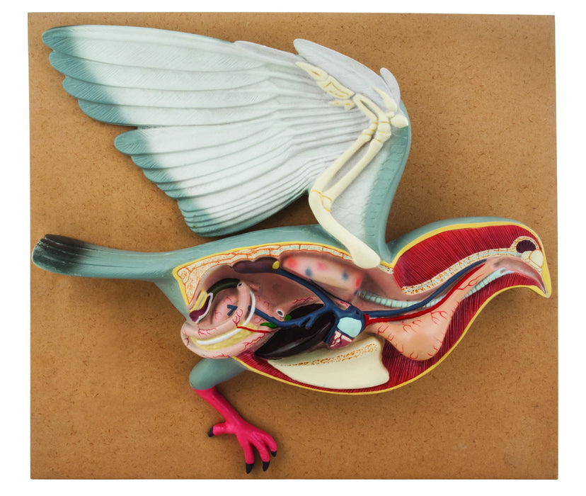 Pigeon Dissection Model, 18" - Mounted on Base - Hand Painted Details & Numbered Structures - Includes Key Card - Eisco Labs