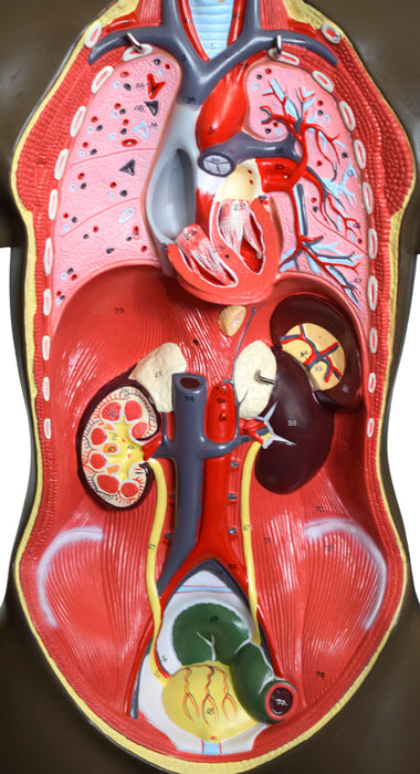 Human Torso Model, 8 Parts - Life Size - Sexless