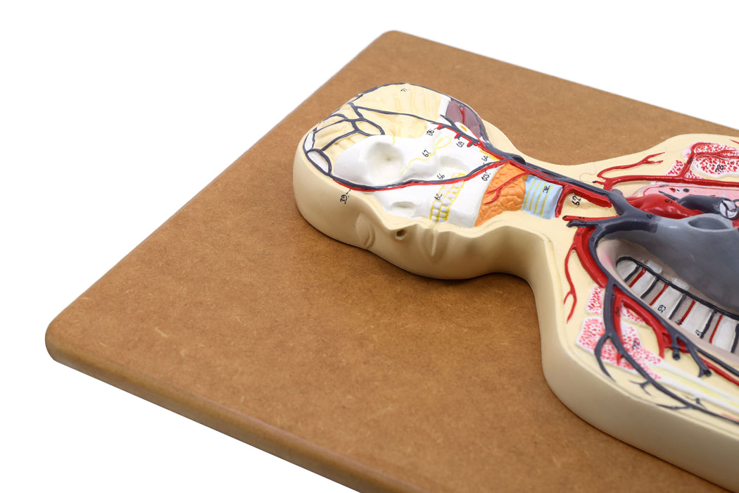 Human Circulatory System Model - Hand Painted, Numbered Details with Key Card