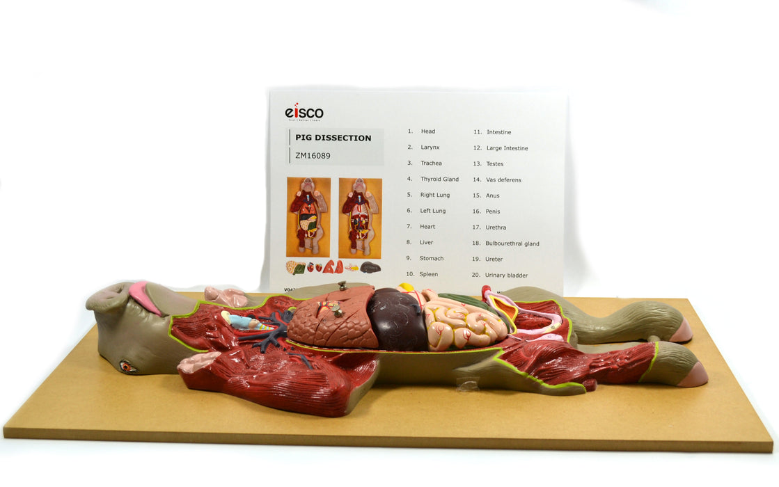 Premium Model Pig Dissection - Eisco Labs