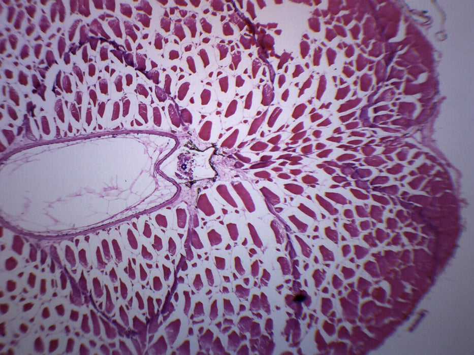 Tadpole Abdomen - Cross Section - Prepared Microscope Slide - 75x25mm
