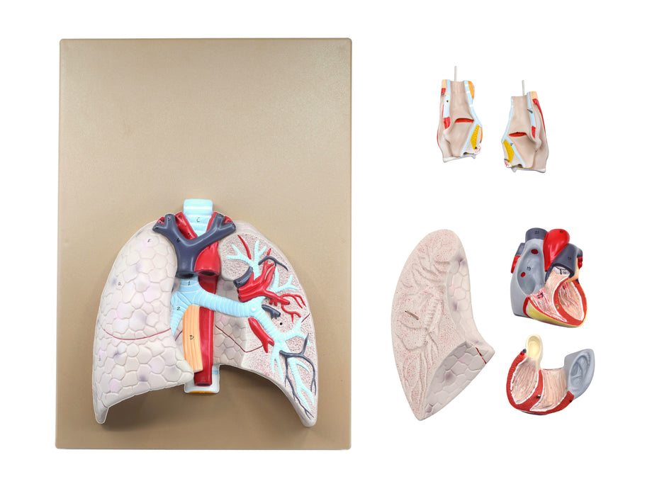Human Lungs & Heart Model, 16.5" - Mounted on Base
