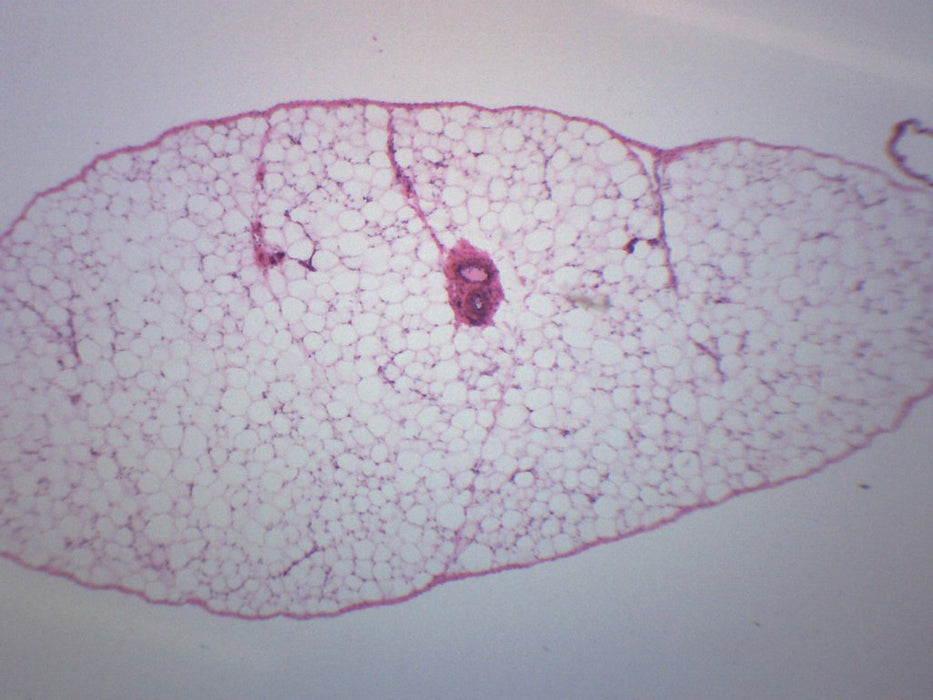 Adipose Tissue Section, Mammal - Prepared Microscope Slide - 75x25mm