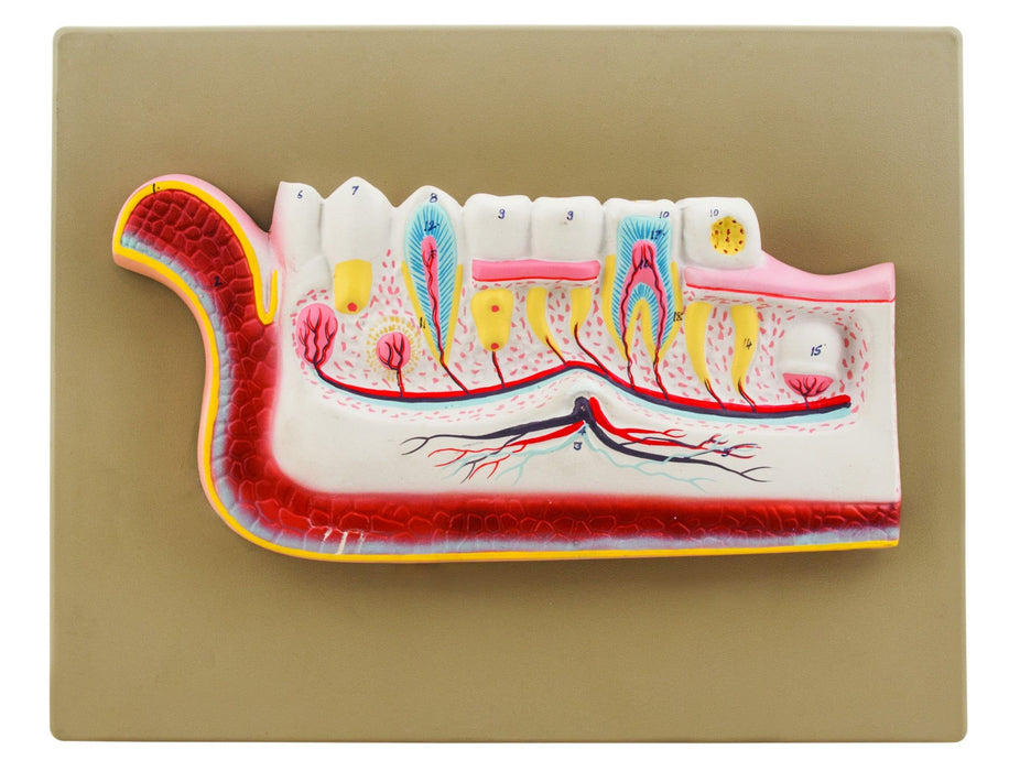 Model Lower Jaw with Teeth