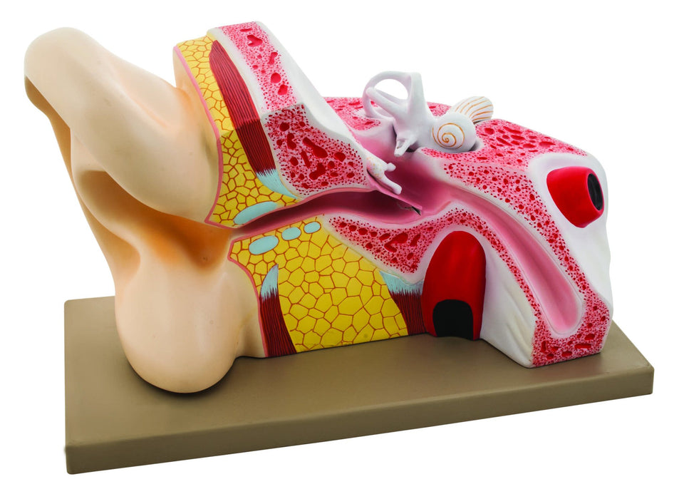 Eisco 5x Life-Size Human Ear Model, 3 Parts