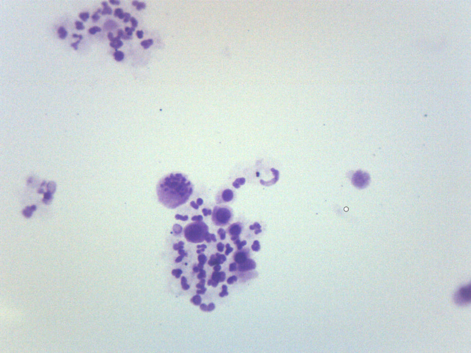 Female Chromosome Smear, Human - Prepared Microscope Slide - 75x25mm