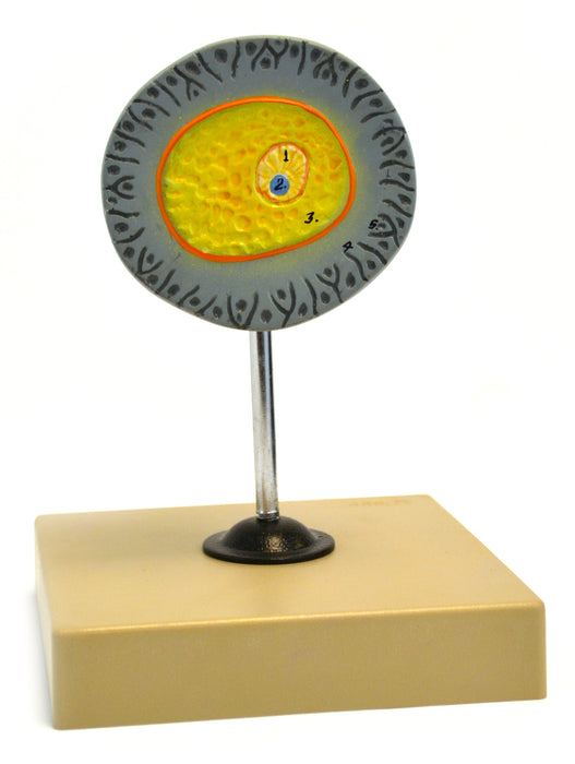Eisco Labs Model of Human Female Egg - 6.5" tall on 5"x 5" base