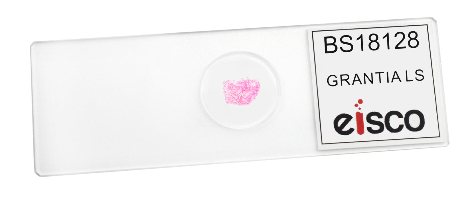 Grantia - Prepared Microscope Slide - 75x25mm