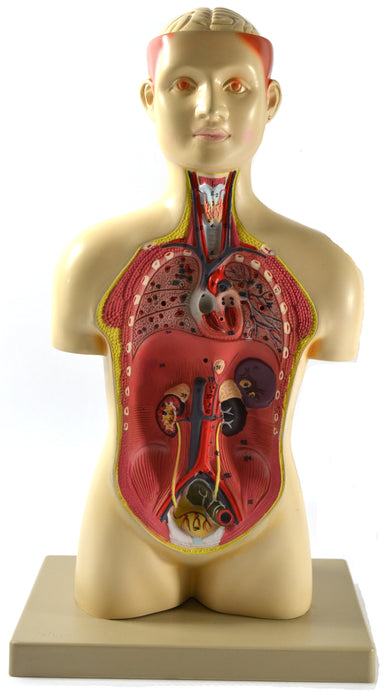 Eisco Adult Half-Size Human Torso Model, 7 Parts