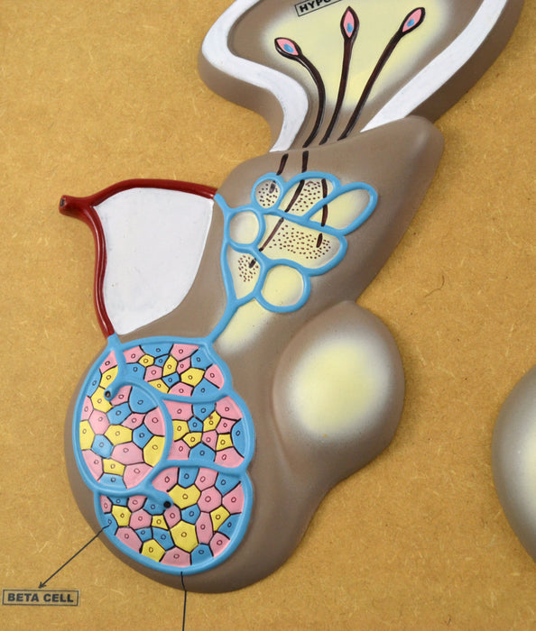 Eisco Labs Model of Pituitary Gland and Hypothalamus; Greatly Enlarged: