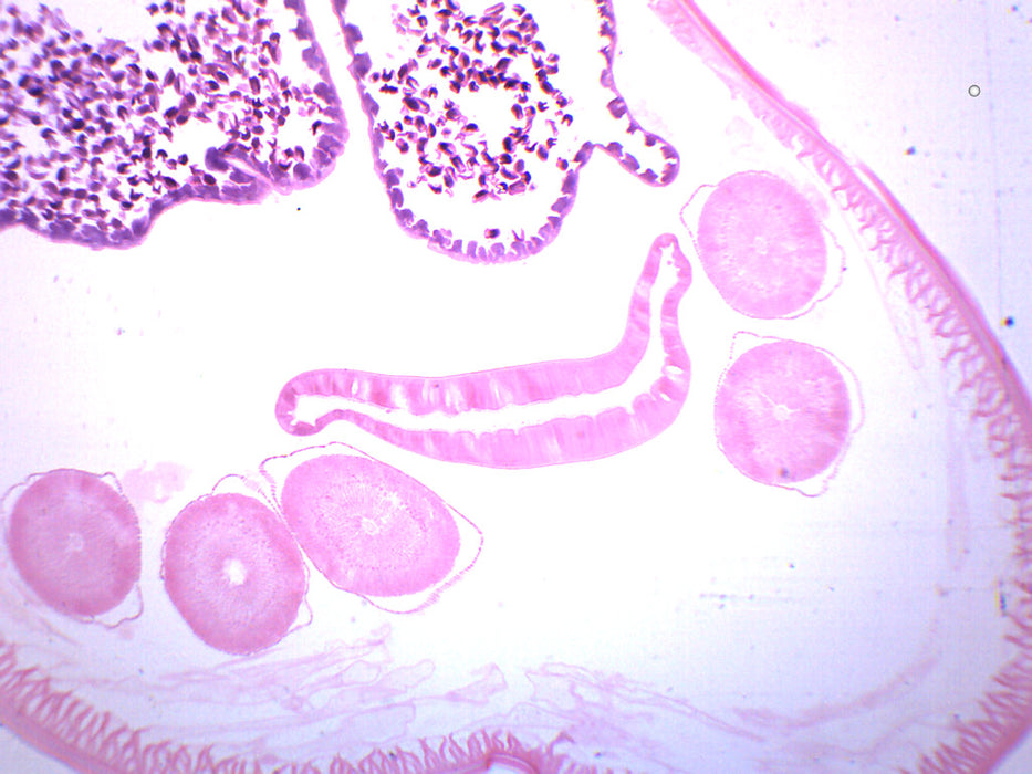Ascaris Lumbricoides - Prepared Microscope Slide - 75x25mm