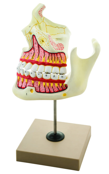 Eisco Labs Upper and Lower Jaw - 4 Times Enlarged - Mounted on stand