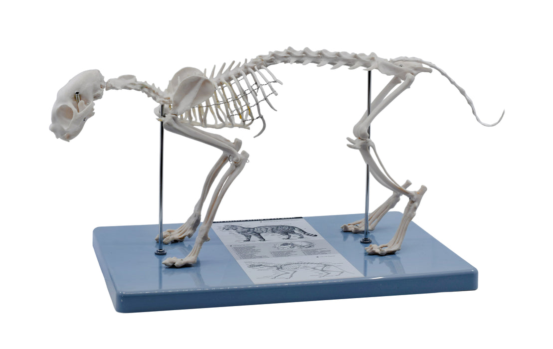 Adult Cat Skeletal System, Anatomical Model, 8.25" Tall