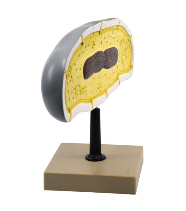 Bacteria Cell Structure Model - 10 Labeled Structures with Key Card - Mounted on Stand