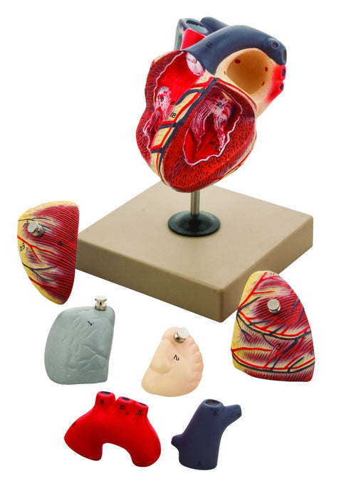 Eisco Life-Size Human Heart Model, 7 Parts