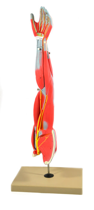 Eisco Labs Model Child's Arm with Removable Muscles on Display Stand
