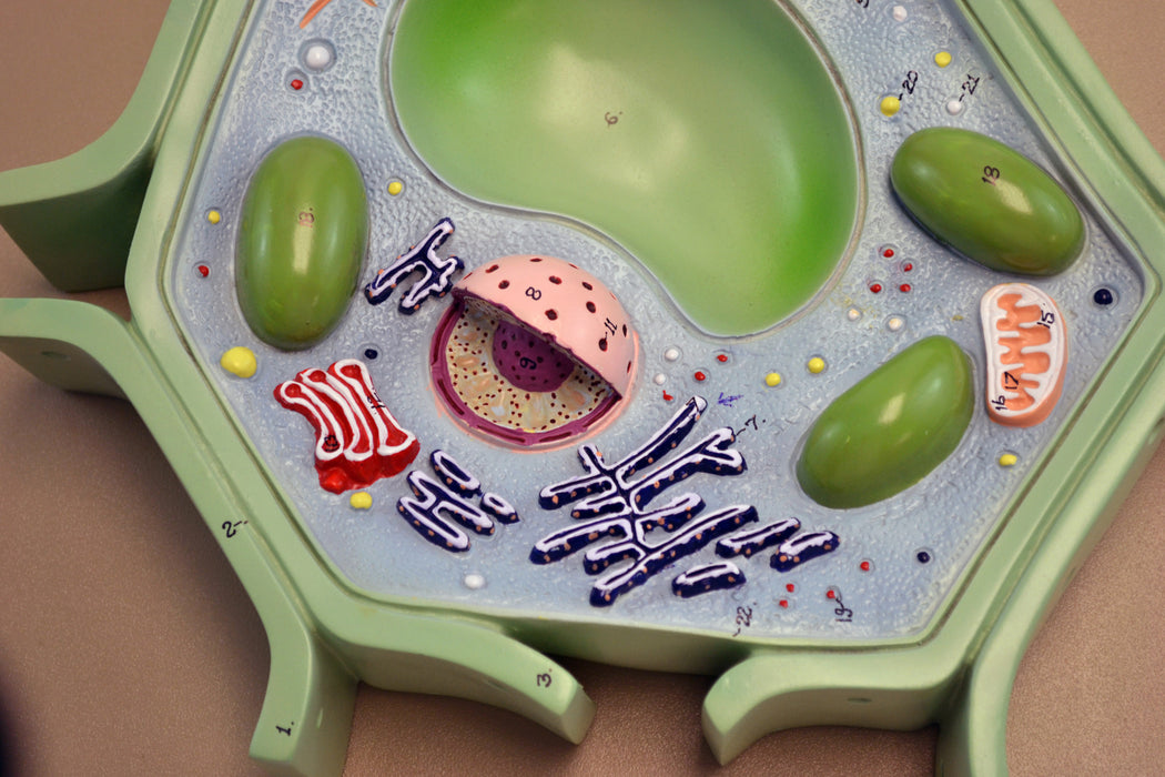 Eisco Labs Plant Cell Model on base; 11.5" X 10" X 2"