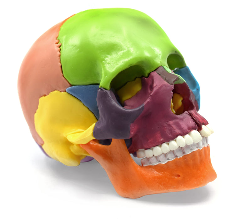 Didactic Mini Skull, Multicolored - 15 Pieces, Magnetic Mounting