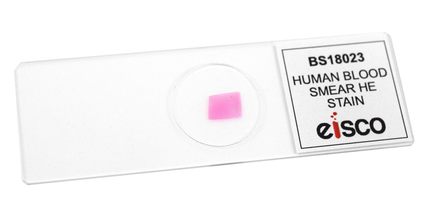 Human Blood Smear (HE Stain) - Prepared Microscope Slide - 75x25mm