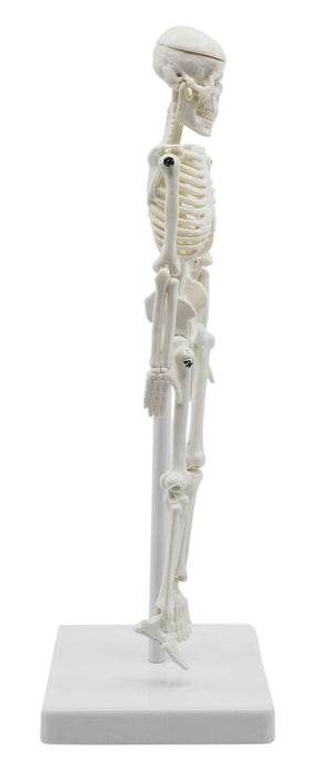 Miniature Human Skeleton Model, 8" Tall - With Mount & Stand - Anatomical Model, Articulated, Flexible Joints - Eisco Labs