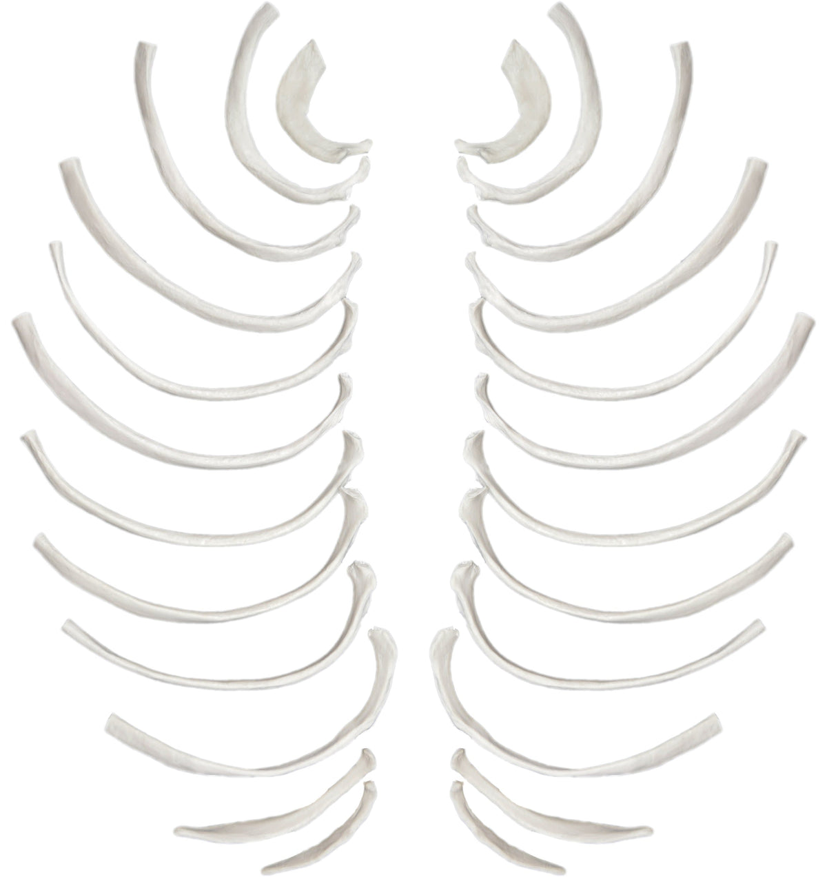 Rib Bones - Disarticulated - 24 Bones, Full Set - Natural Size