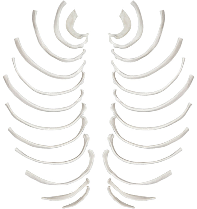 Rib Bones - Disarticulated - 24 Bones, Full Set - Natural Size, Natural Color - Human Rib Bones Right and Left Model - Eisco Labs