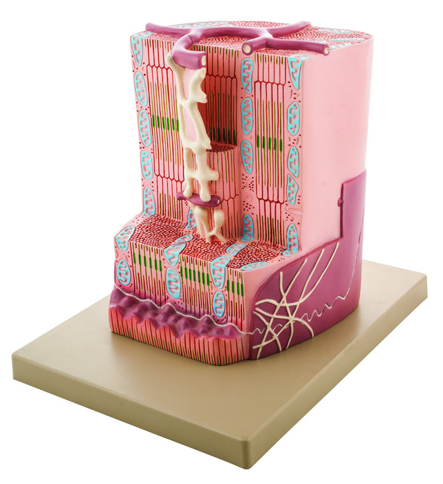 Eisco Labs Premium Human Cardiac (Heart) Muscle Model with Ultra Detailed Structures, Greatly Magnified, Approx 12"x10"x9"