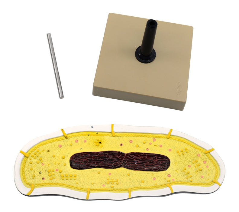 Bacteria Cell Structure Model - 10 Labeled Structures with Key Card - Mounted on Stand