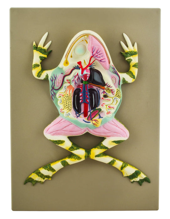 Model Frog Dissection, 17 Inch - Mounted - With English Key Card
