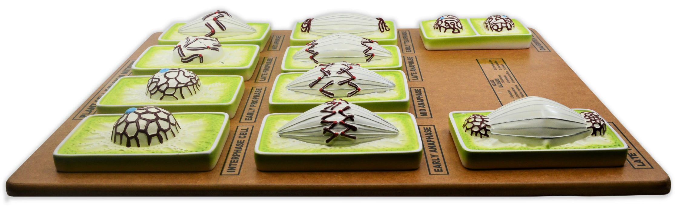 Plant Mitosis Model, 18 Inch - Three-Dimensional - Mounted