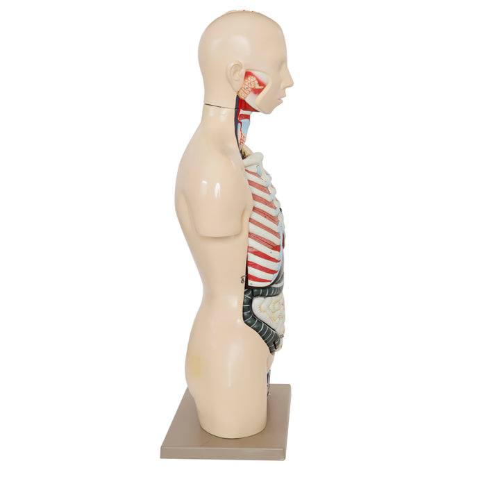 Eisco – Life Size Human Torso Model, 28-Part, Male & Female Reproductive Organs, Removable Anatomical Structures, Open Front and Back, 34" Tall with Base for Classroom and Lab Instruction