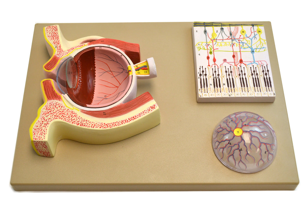 Eisco Double-Sided Human Eye Model, 5 Sections