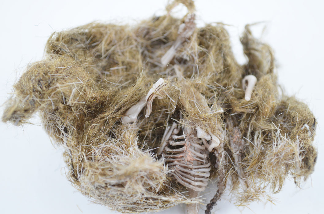 EcoExplore Simulated Owl Pellet with Vole by Eisco Labs - Realistic Educational Tool for Biology and Ecology, Reusable, 3x1.25 Inches