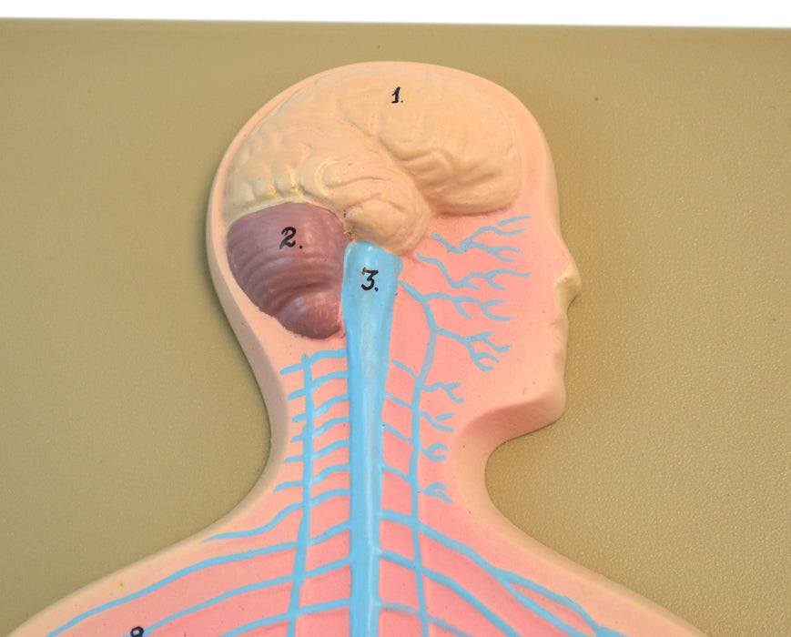 Human Nervous System Model mounted on 18" x 8" Board